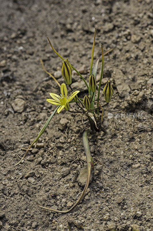 红豆草(Triteleia ixioides)是一种单子叶红豆草属开花植物。索诺拉山口公路越过内华达山脉在Toiyable国家森林，加利福尼亚。